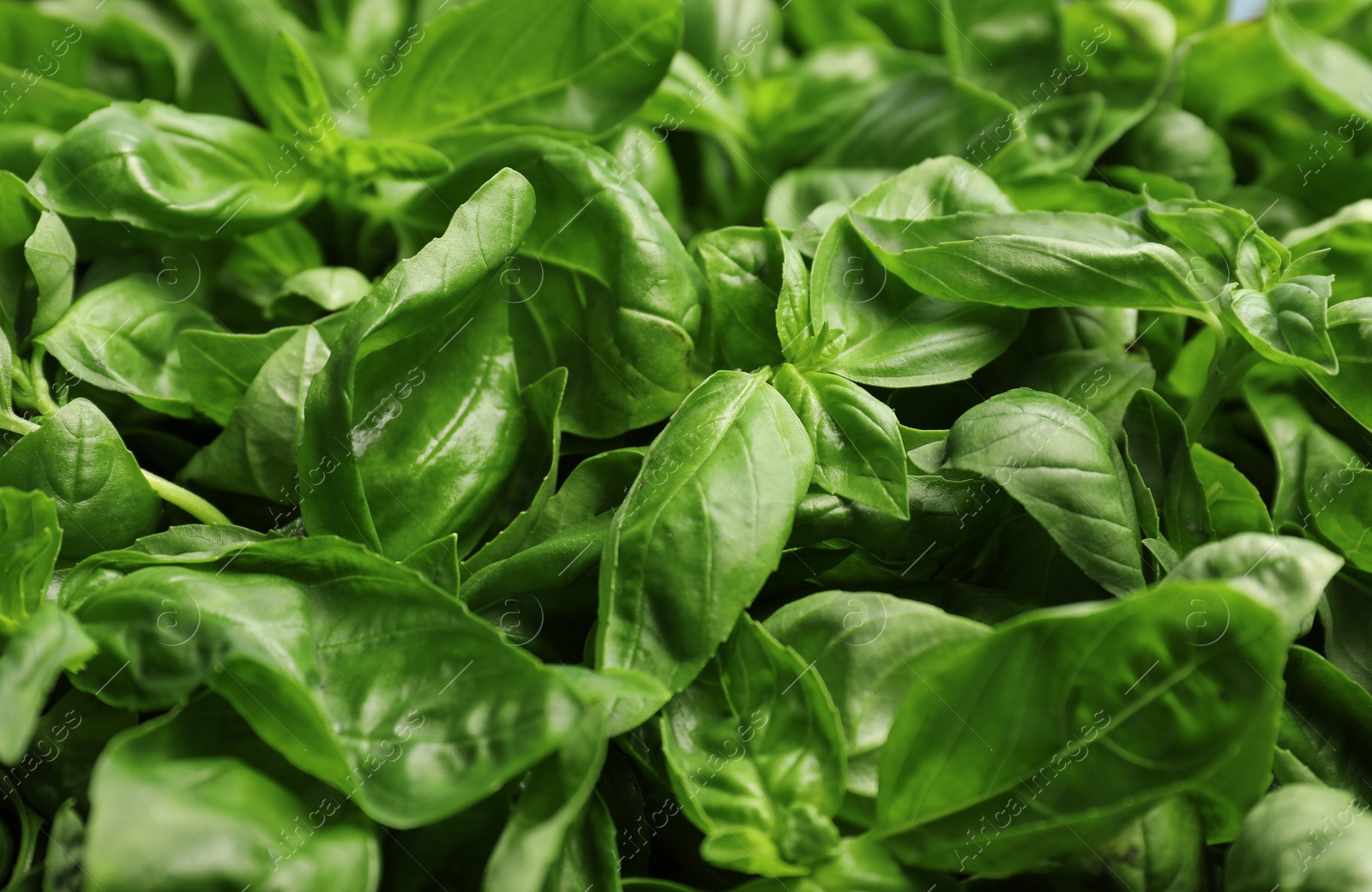 Photo of Fresh green basil leaves as background, closeup