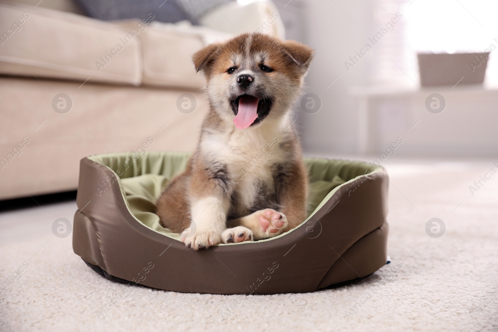 Photo of Adorable Akita Inu puppy in dog bed indoors