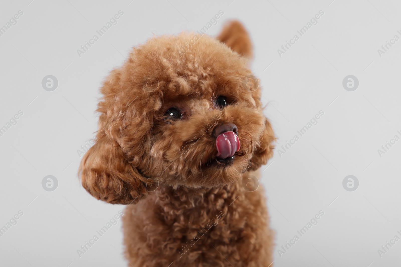 Photo of Cute Maltipoo dog licking itself on light grey background. Lovely pet