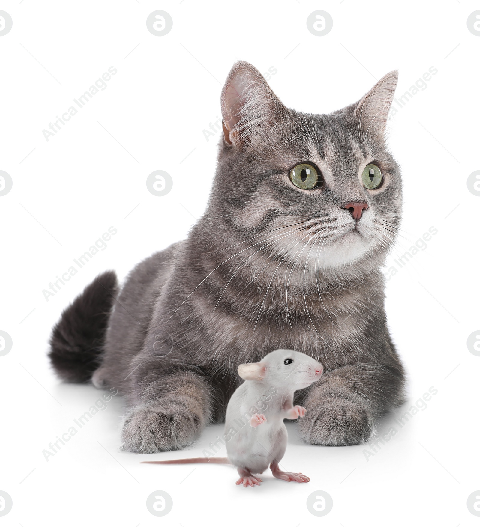 Image of Cute gray tabby cat and rat on white background. Lovely pets