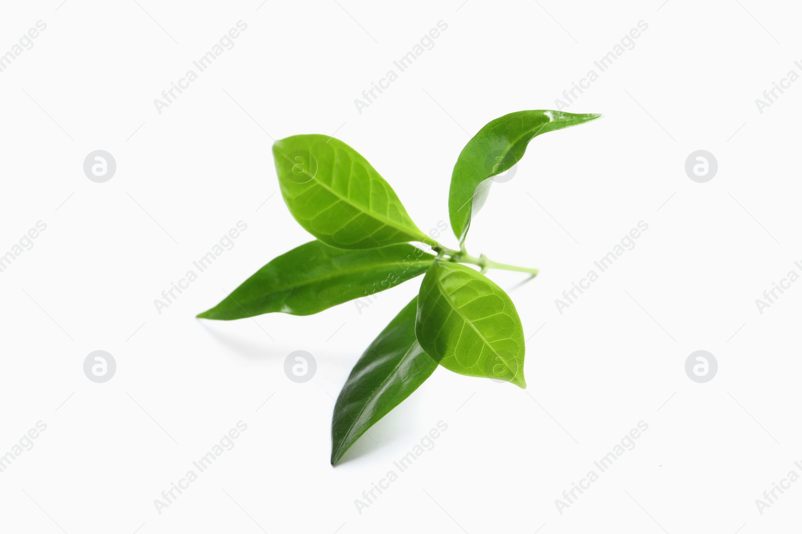 Photo of Fresh green coffee leaves isolated on white