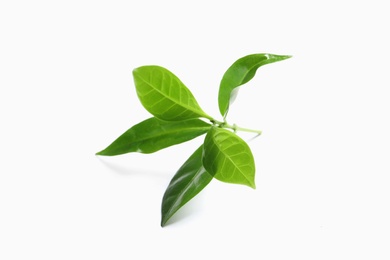 Photo of Fresh green coffee leaves isolated on white