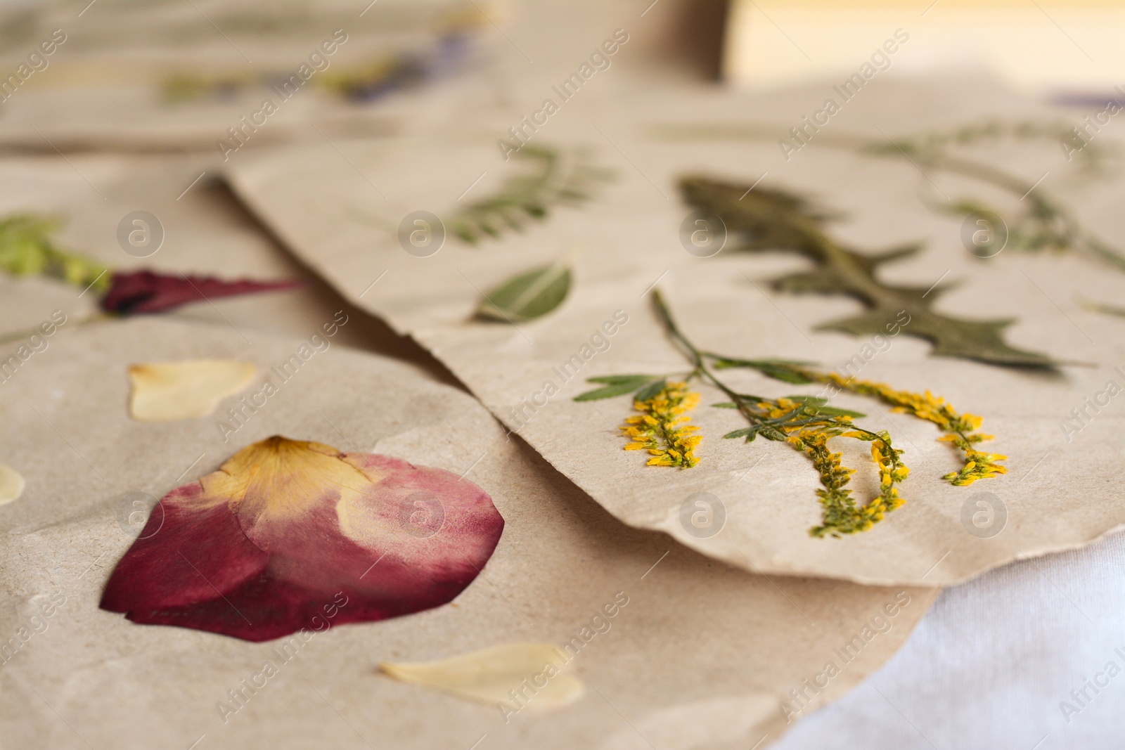 Photo of Sheets of paper with dried flowers and leaves on white fabric, closeup