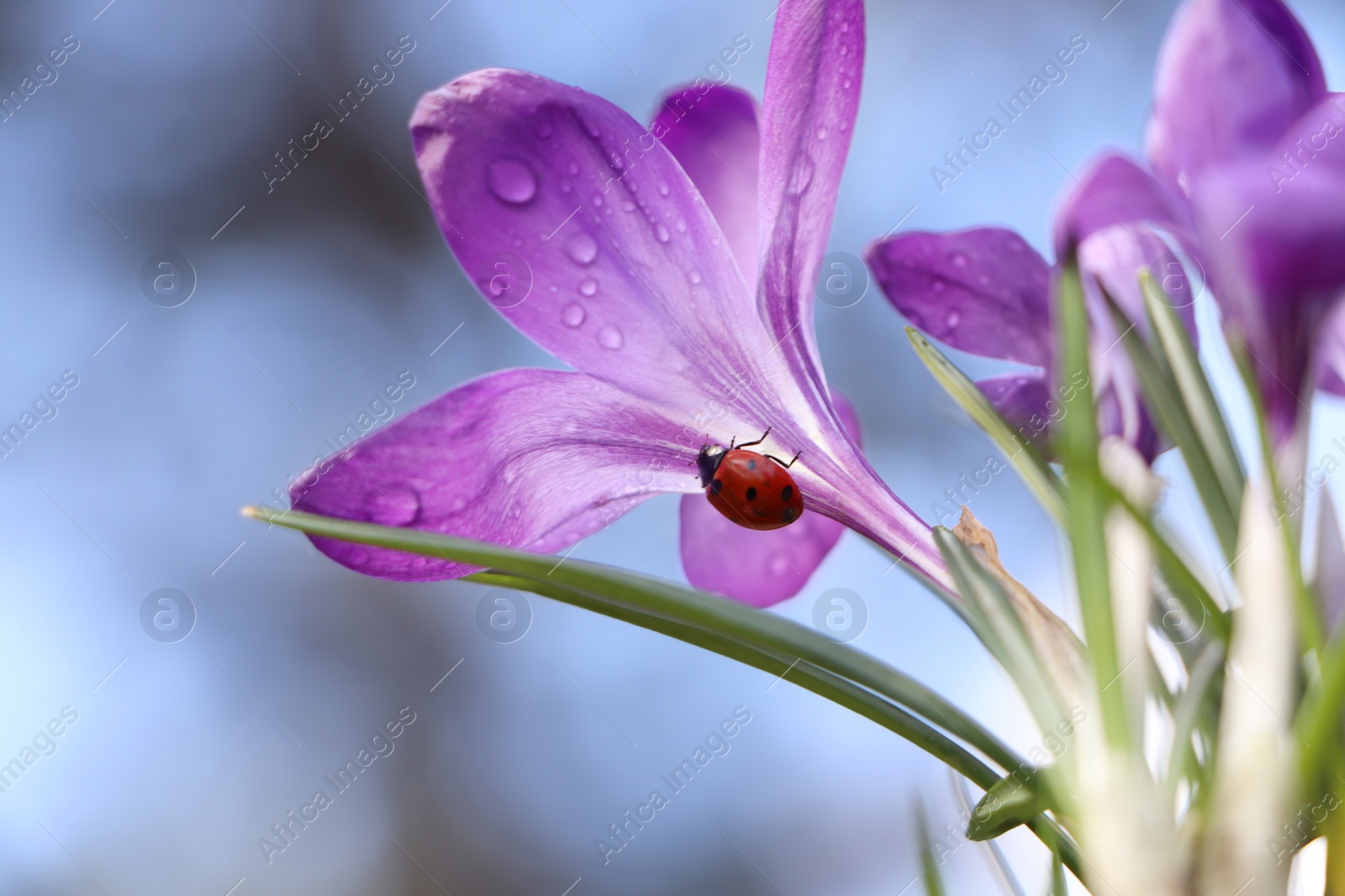 Photo of Ladybug on fresh purple crocus flower growing against blurred background, closeup