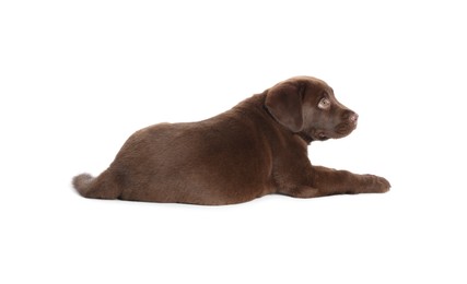 Photo of Cute chocolate Labrador Retriever puppy lying on white background