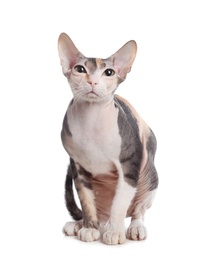 Photo of Adorable Sphynx cat on white background. Cute friendly pet