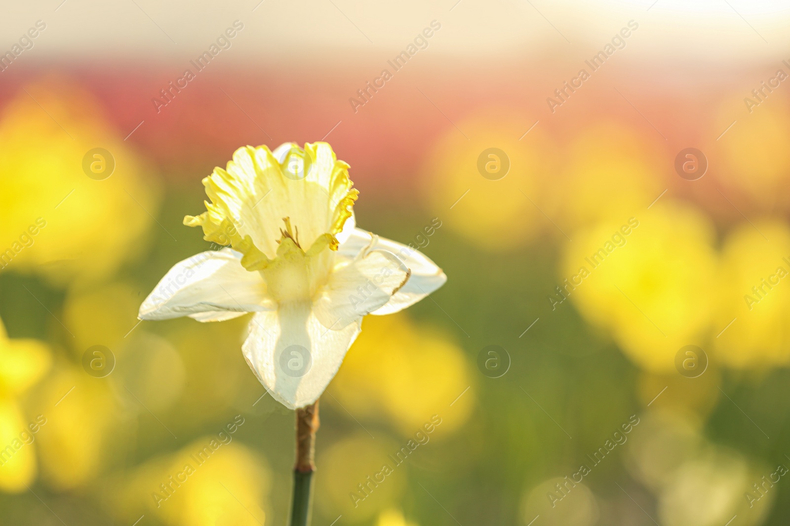 Photo of Fresh beautiful narcissus flower in field on sunny day, selective focus with space for text