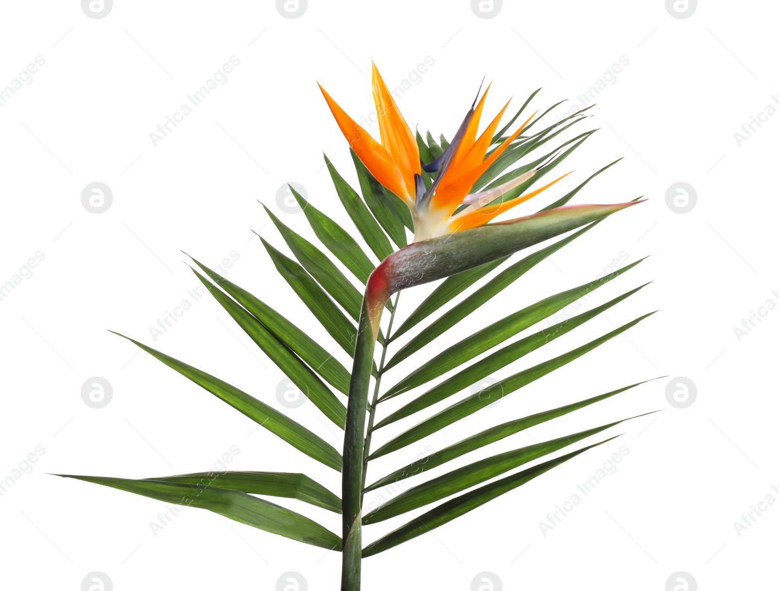 Photo of Bird of Paradise tropical flower isolated on white