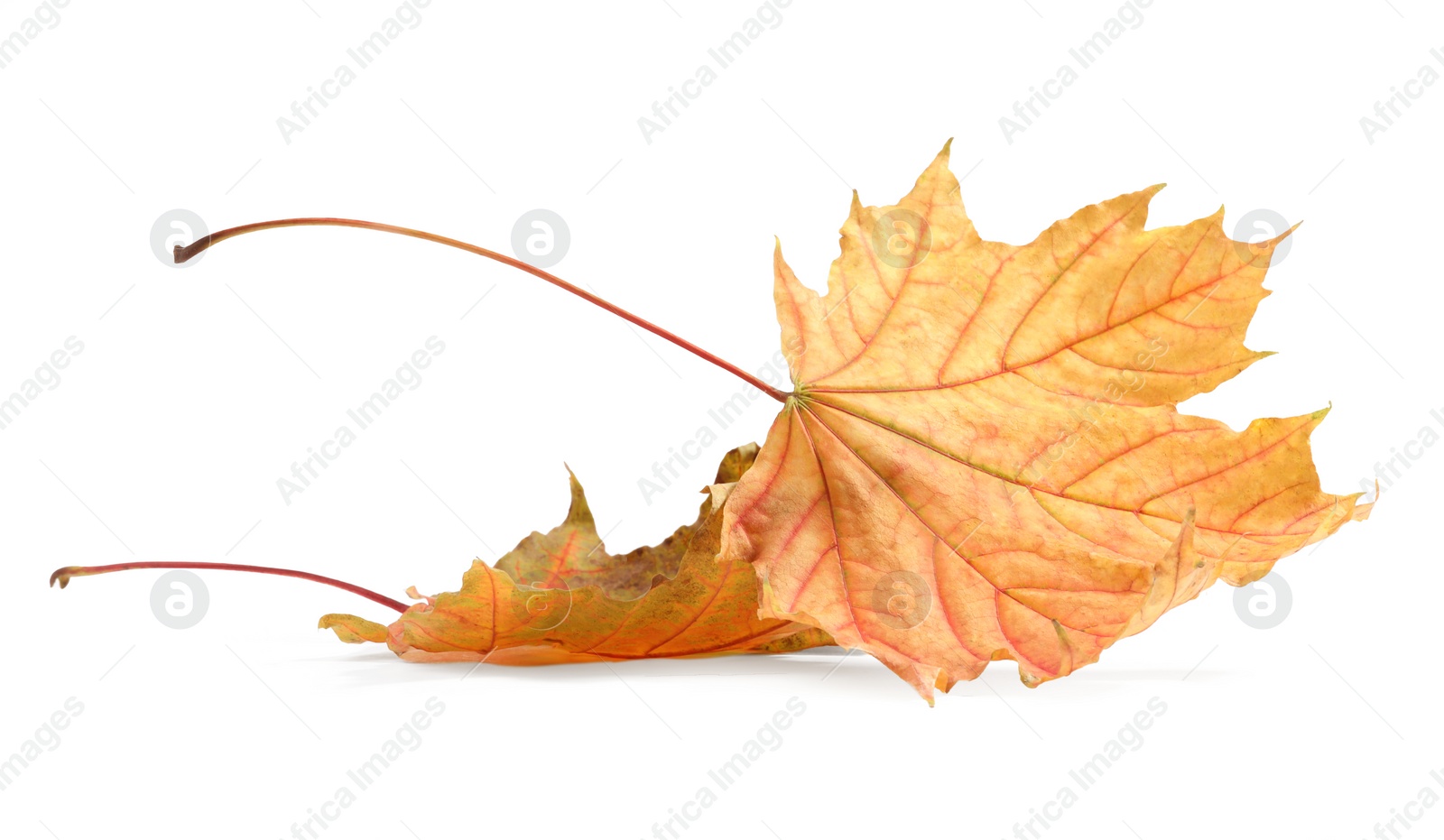 Photo of Autumn season. Dry maple leaves isolated on white