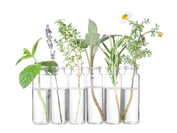 Photo of Many bottles with essential oils and plants isolated on white