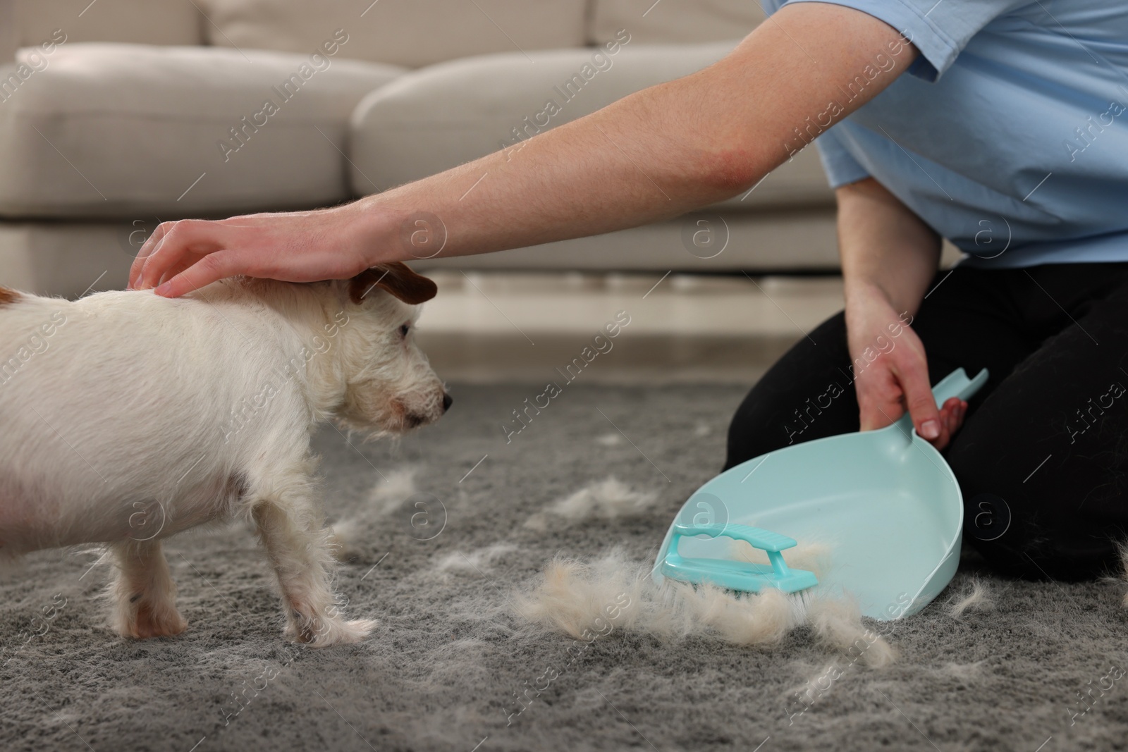 Photo of Man with brush and pan stroking his pet on carpet with dog's hair at home, closeup