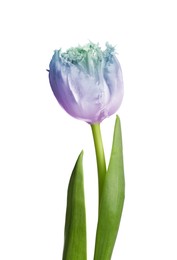 Image of Beautiful blue purple tulip isolated on white. Bright flower