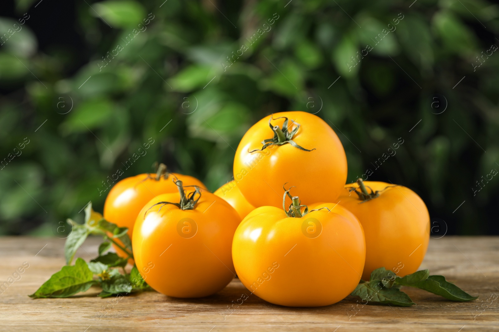 Photo of Fresh ripe yellow tomatoes on wooden table outdoors