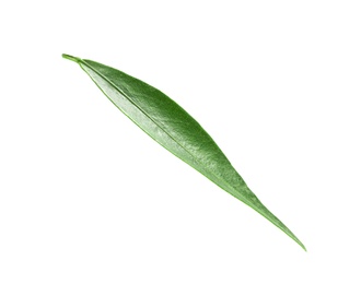 Photo of Fresh green tangerine leaf on white background