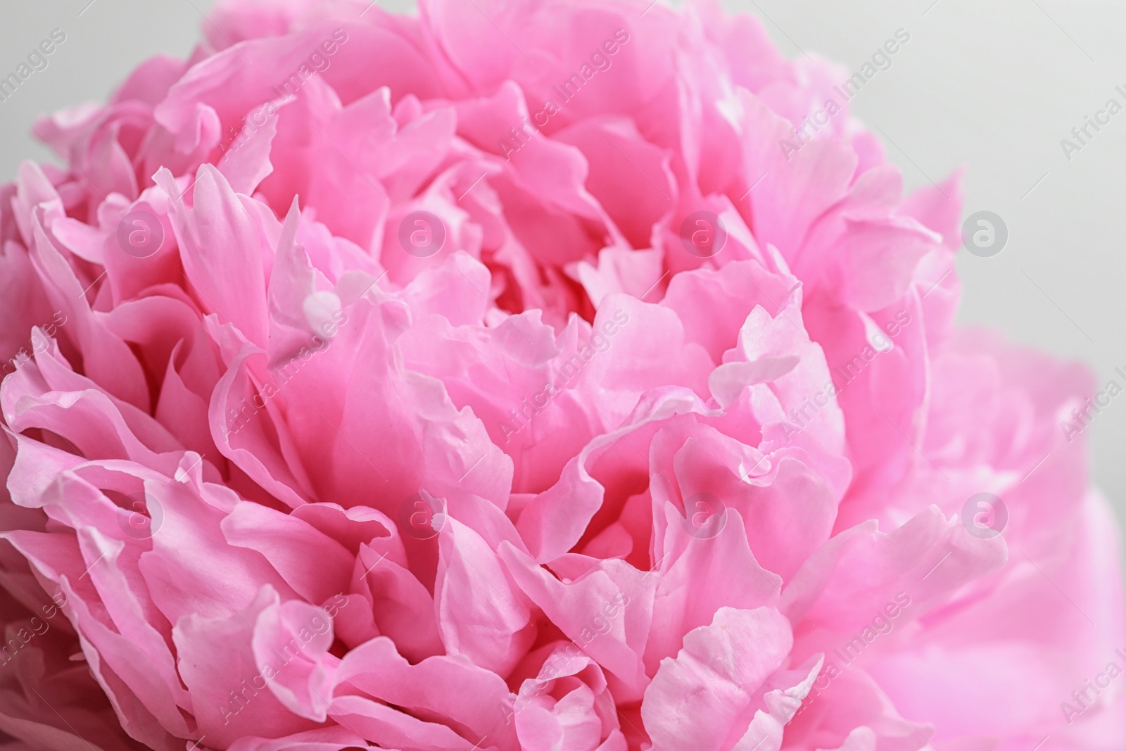 Photo of Beautiful fragrant peony flower, closeup