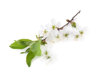 Photo of Spring branch with beautiful blossoms and leaves isolated on white