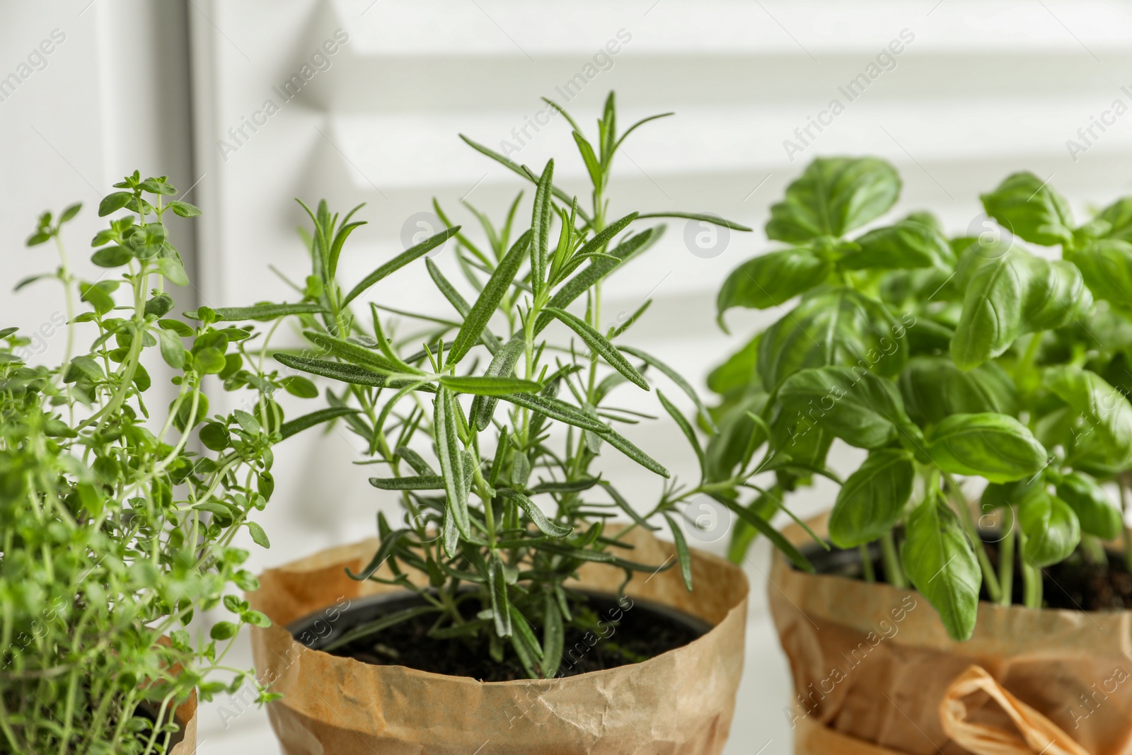 Photo of Different aromatic potted herbs on windowsill indoors, closeup