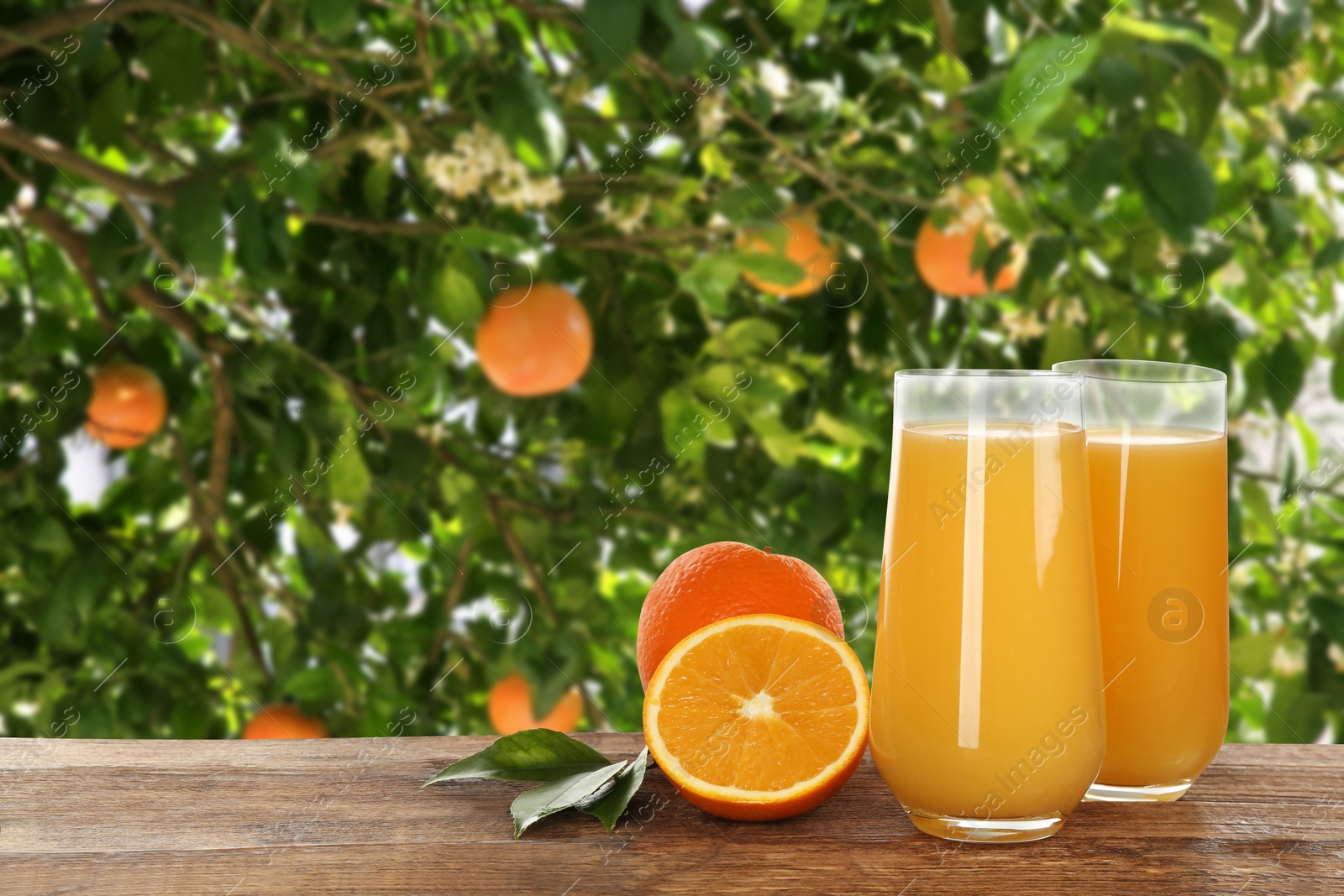 Image of Fresh orange juice on wooden table in orchard. Space for text