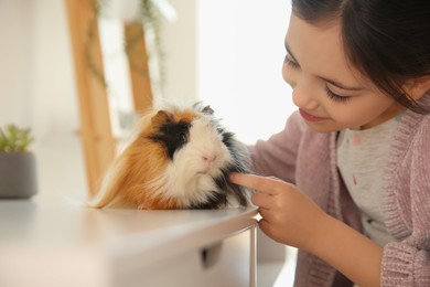 Happy little girl with guinea pig at home. Childhood pet