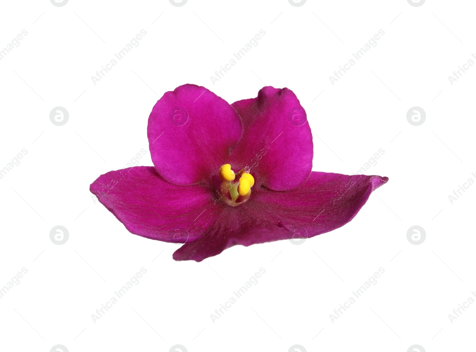 Photo of Pink flower of violet plant isolated on white