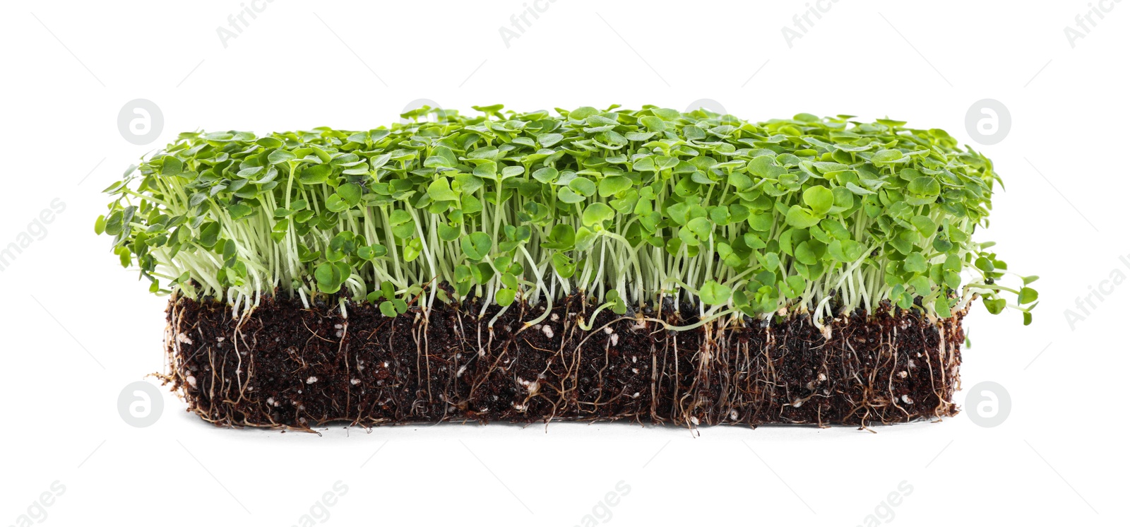 Photo of Fresh organic microgreen seeds on white background