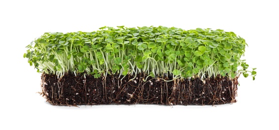 Photo of Fresh organic microgreen seeds on white background