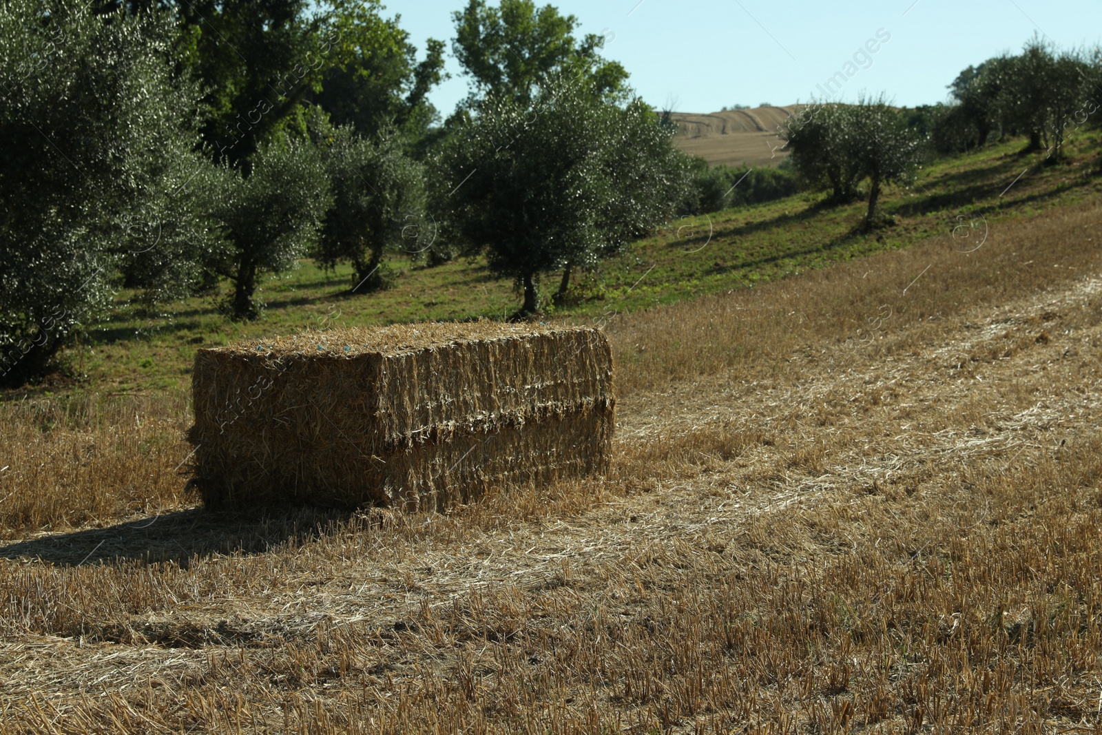 Photo of One hay bale outdoors on sunny day, space for text