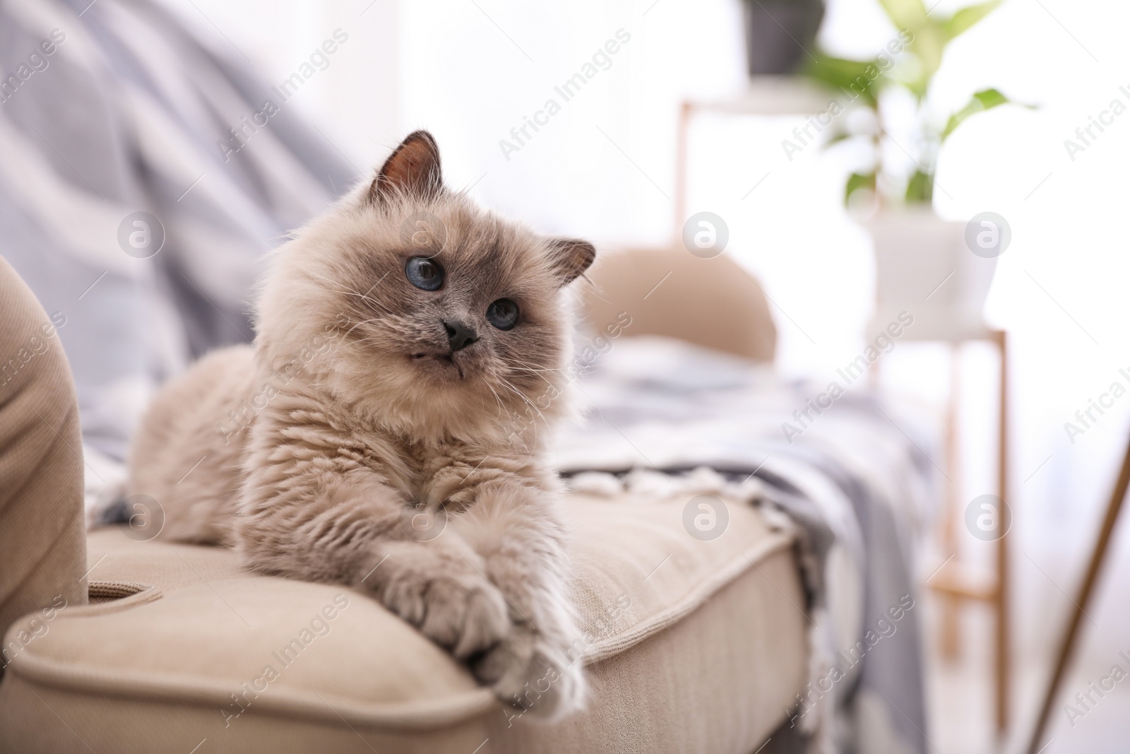 Photo of Birman cat on sofa at home, space for text. Cute pet