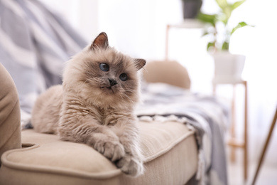 Photo of Birman cat on sofa at home, space for text. Cute pet