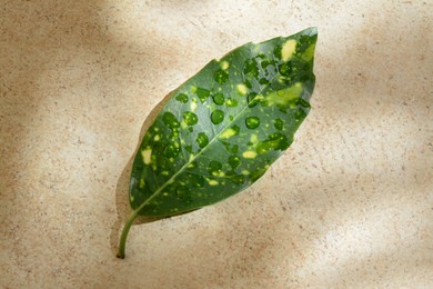Leaf with water drops on beige background, top view