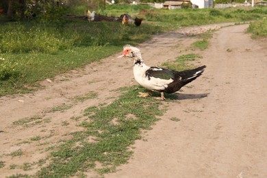 Duck and chickens in village. Rural life