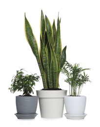 Photo of Different beautiful houseplants in pots on white background