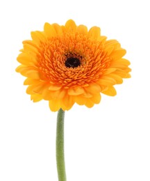 Photo of Beautiful orange gerbera flower isolated on white