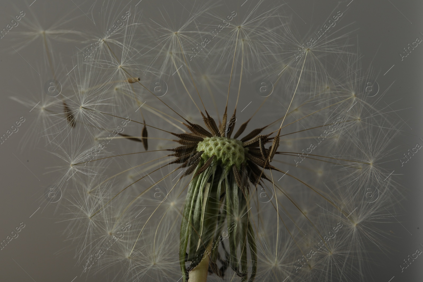 Photo of Beautiful dandelion flower on grey background, closeup