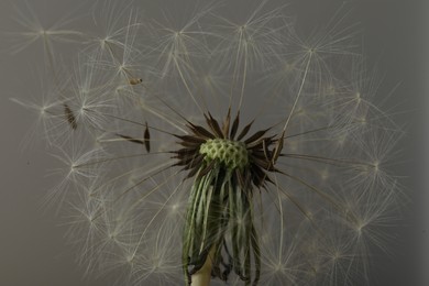 Beautiful dandelion flower on grey background, closeup