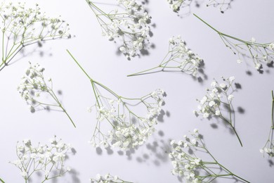 Photo of Beautiful gypsophila flowers on white background, flat lay