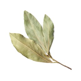 Photo of Branch of aromatic bay leaves on white background, top view