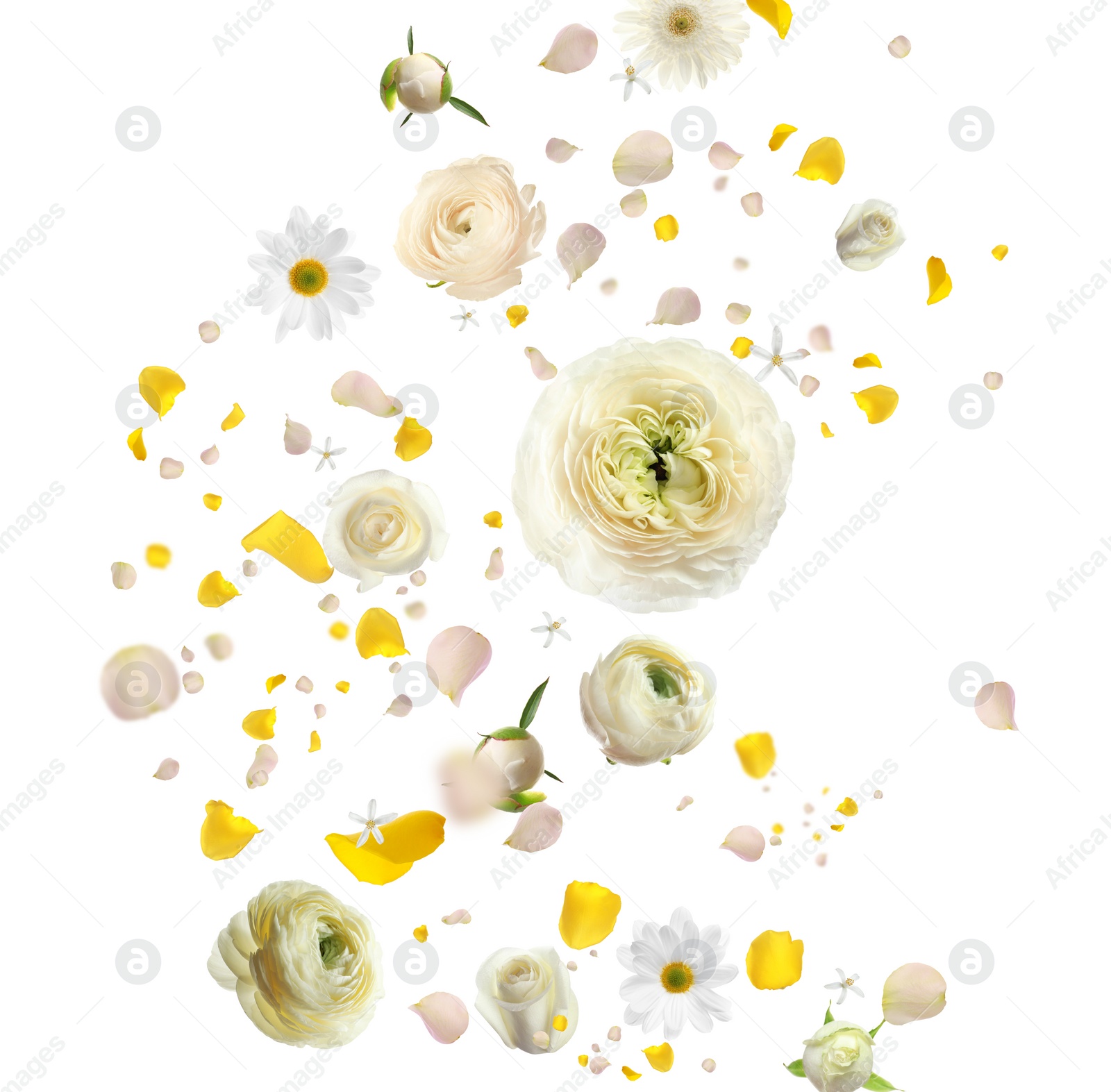 Image of Beautiful flowers and petals flying on white background