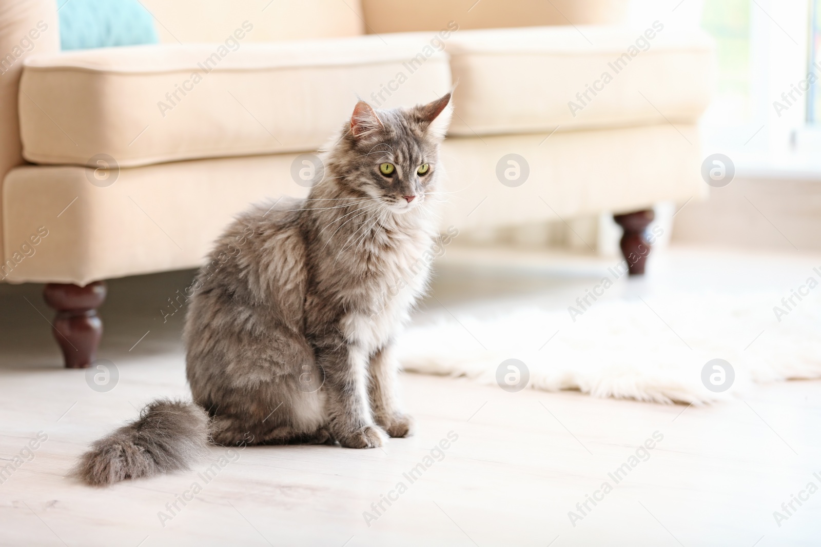 Photo of Adorable Maine Coon cat on floor at home. Space for text