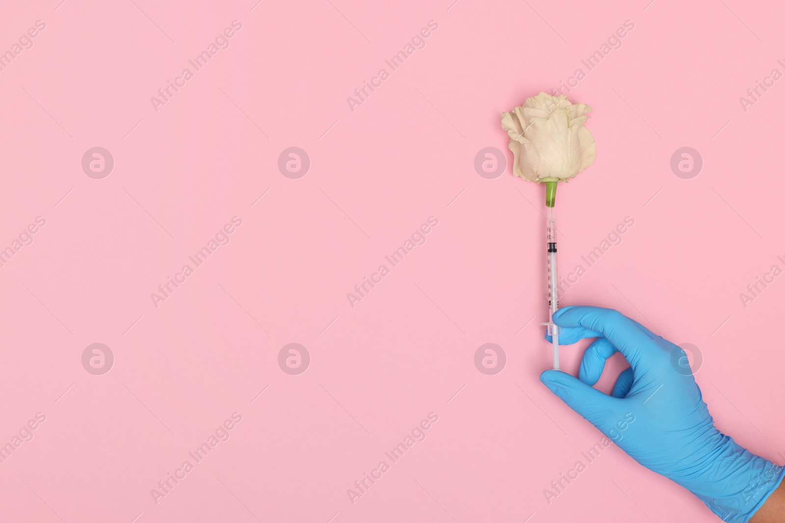 Photo of Doctor making injection to rose on pink background, top view. Space for text