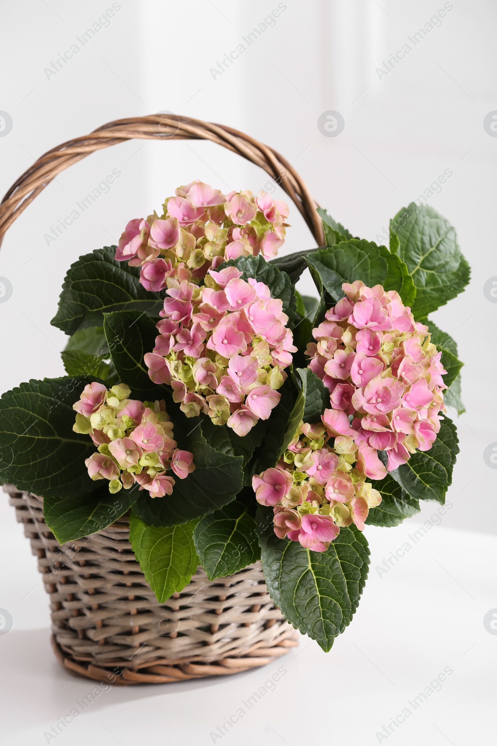 Photo of Beautiful blooming pink hortensia in wicker basket on white table indoors