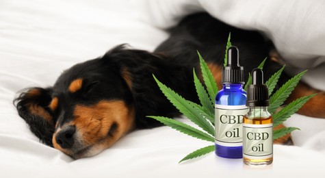 Image of Bottles of CBD oil and cute dog sleeping on white fabric