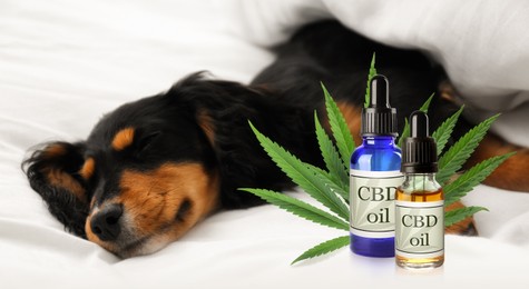 Bottles of CBD oil and cute dog sleeping on white fabric