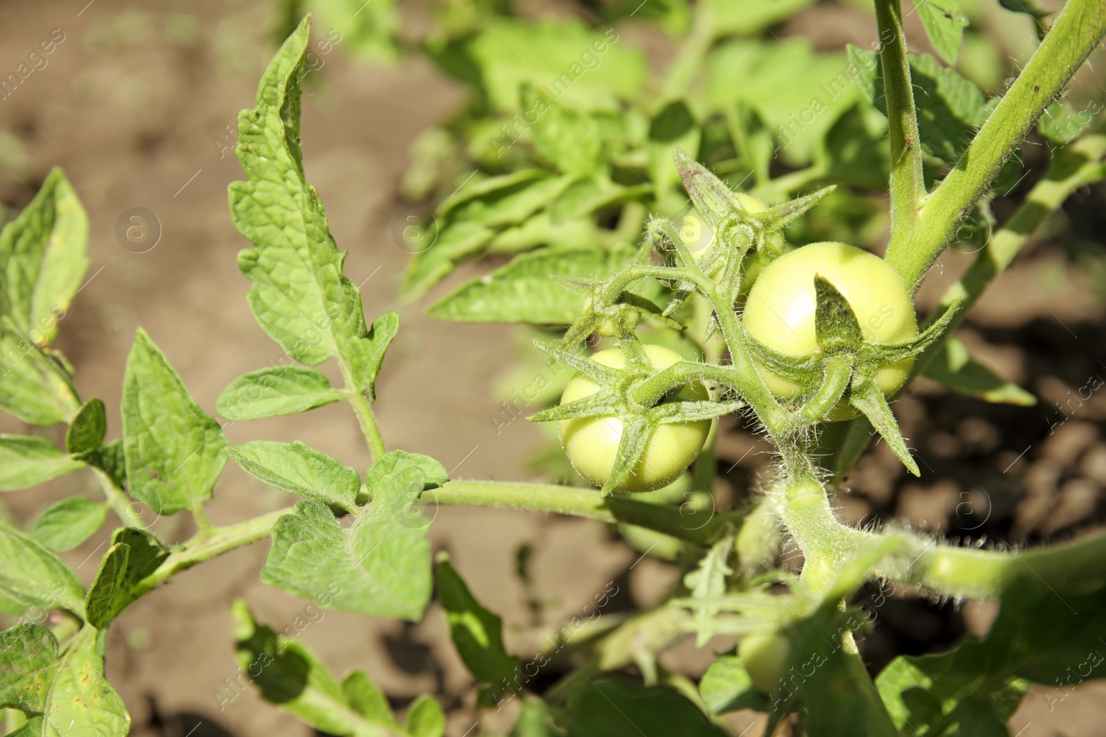 Photo of Green plant with unripe tomatoes in garden