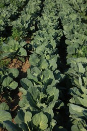 Photo of Many green cabbages growing in field. Industrial agriculture