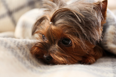 Photo of Cute Yorkshire terrier dog covered with plaid on sofa, closeup