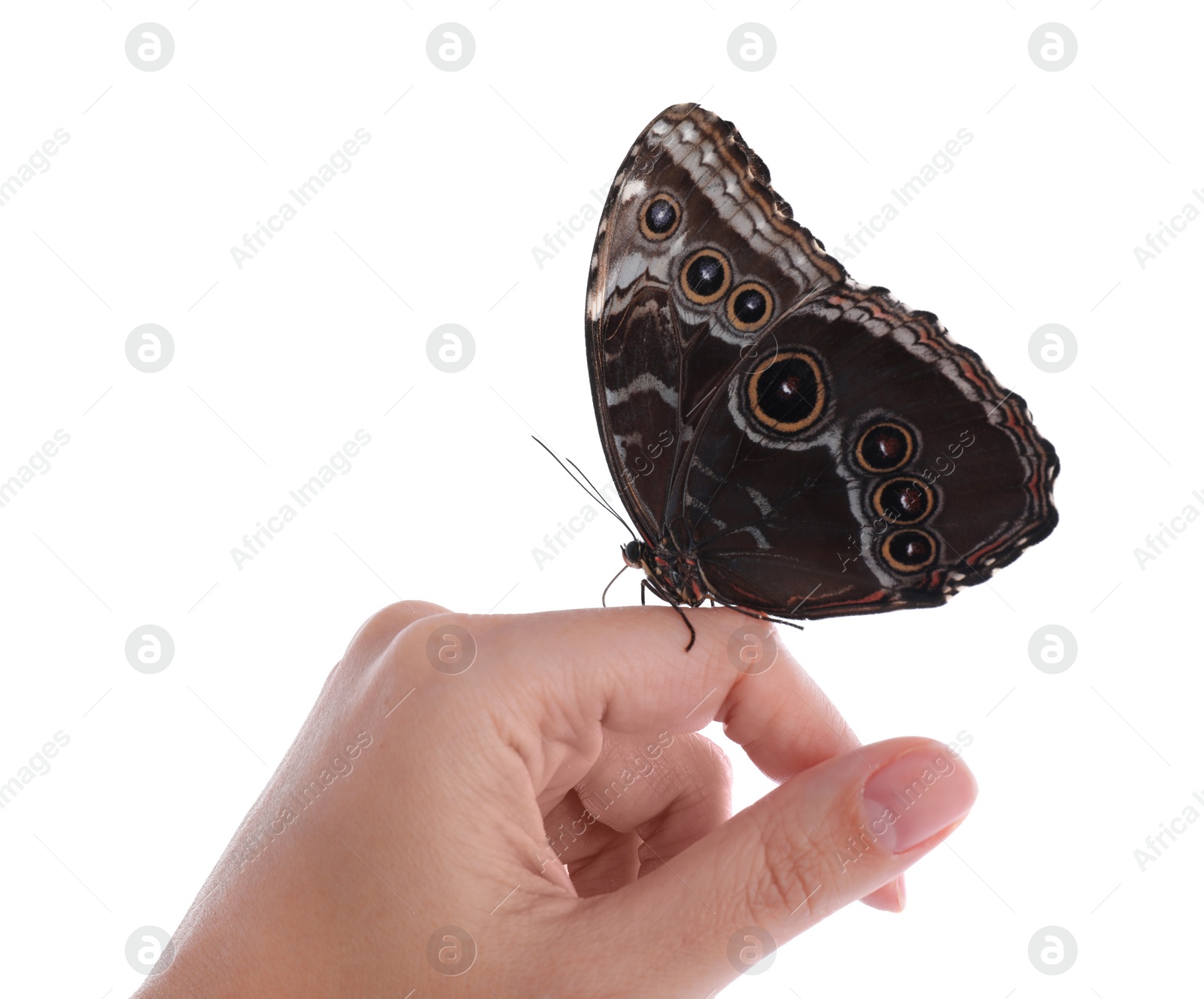 Photo of Woman holding beautiful common morpho butterfly on white background, closeup