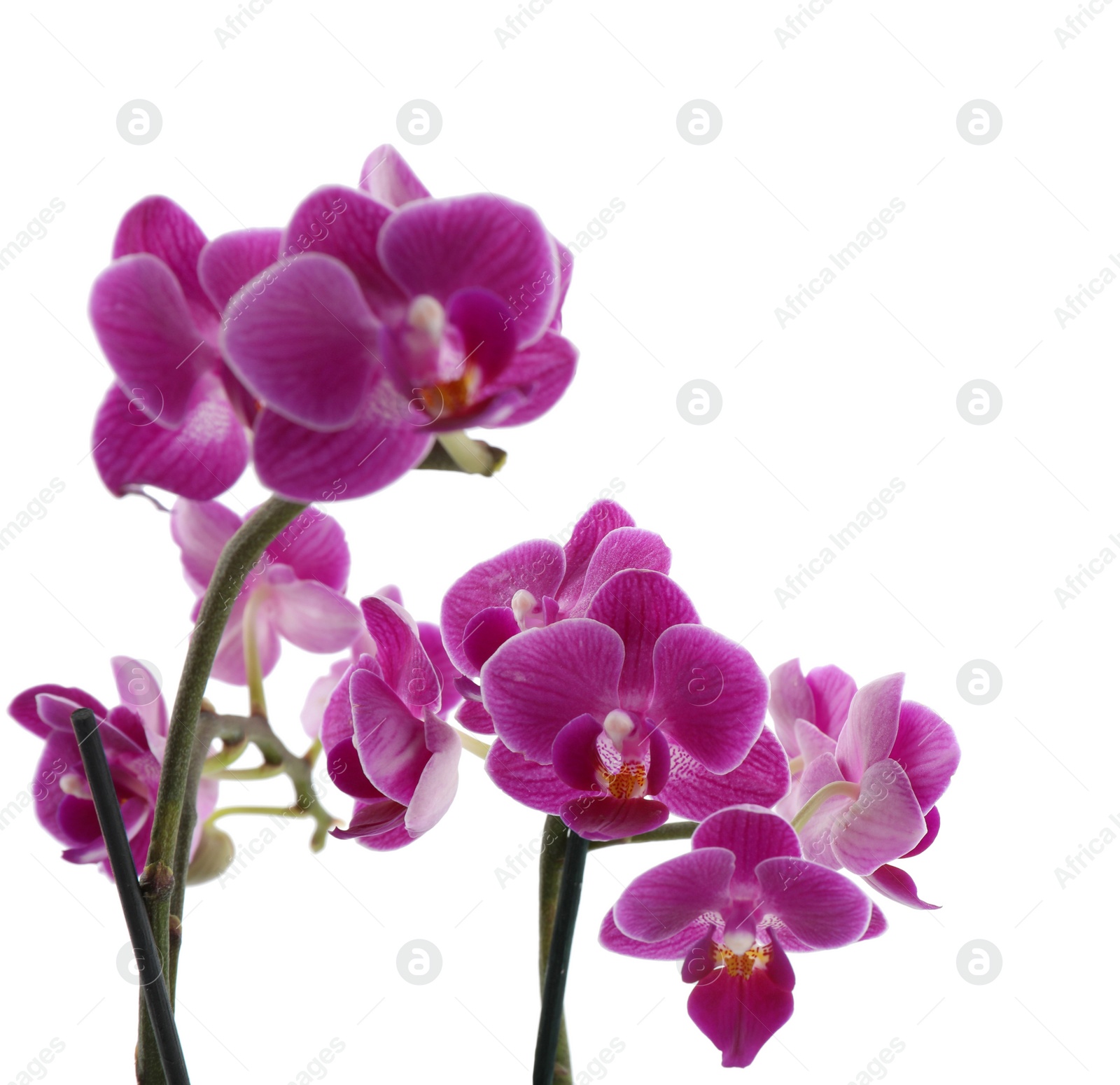 Photo of Beautiful tropical orchid flower on white background