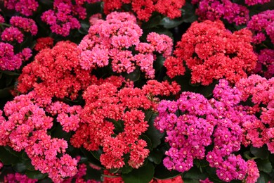 Photo of Many different kalanchoe plants with beautiful flowers, closeup
