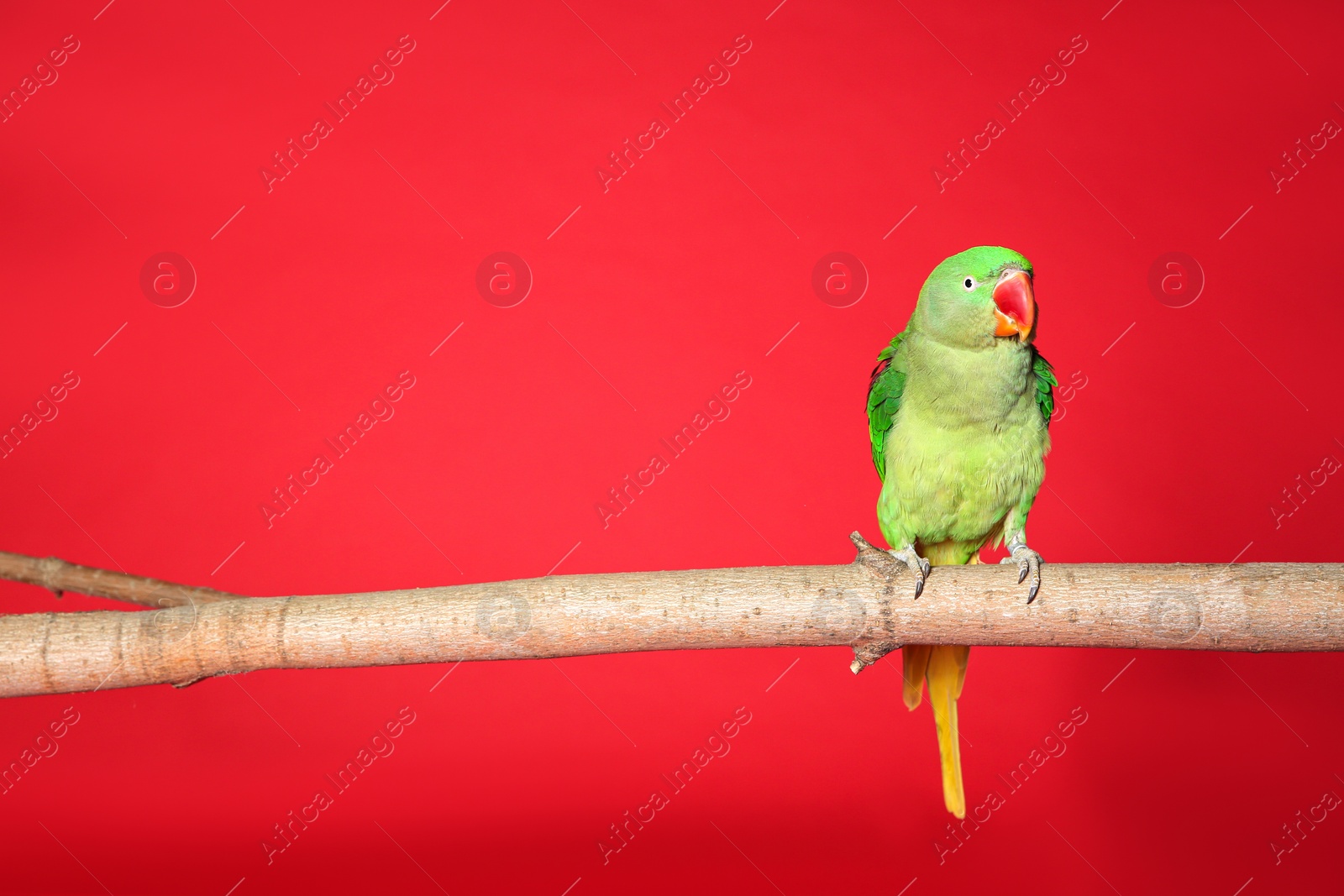 Photo of Beautiful Alexandrine Parakeet on tree branch against red background